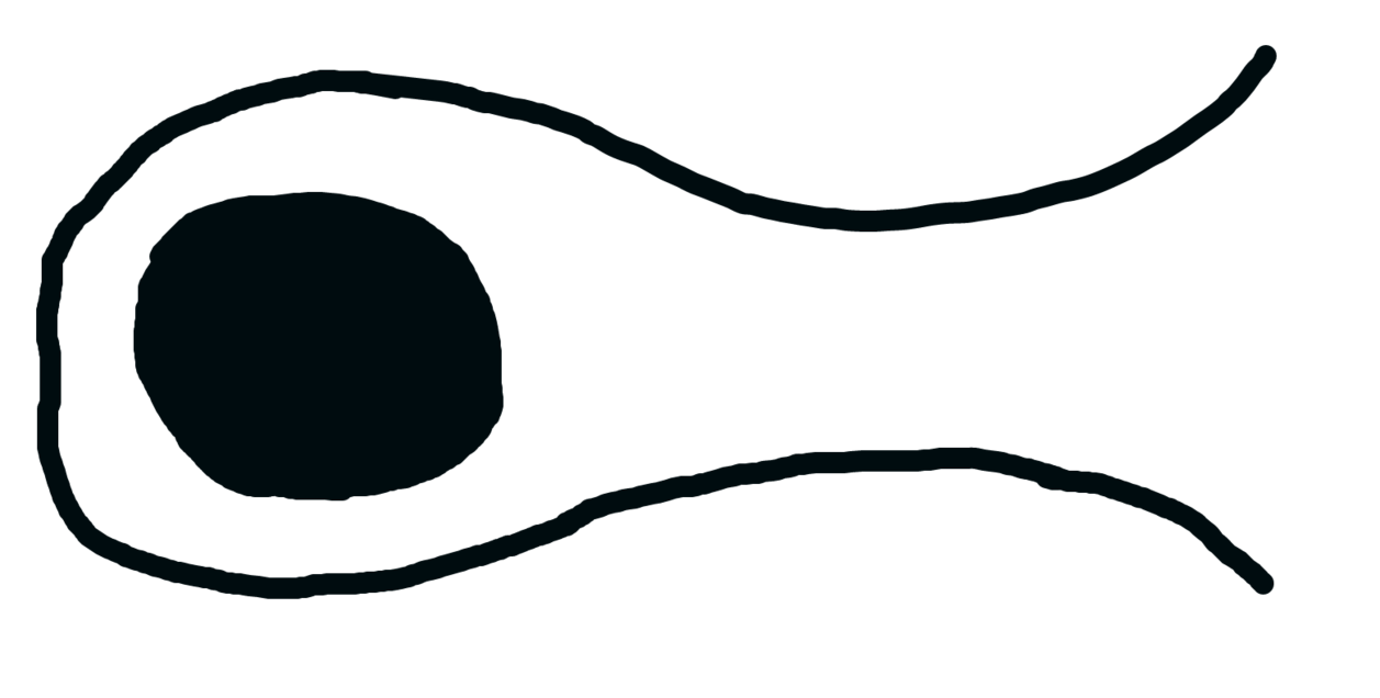 1257x636 Coiny's Whistle Mouth