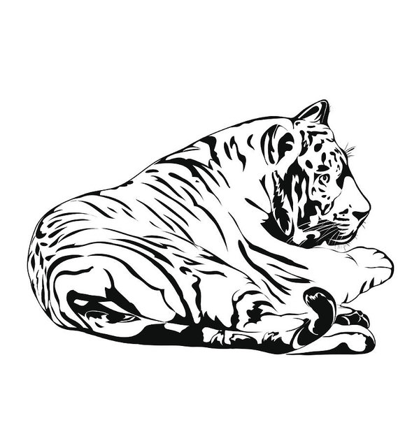 White Bengal Tiger Drawing