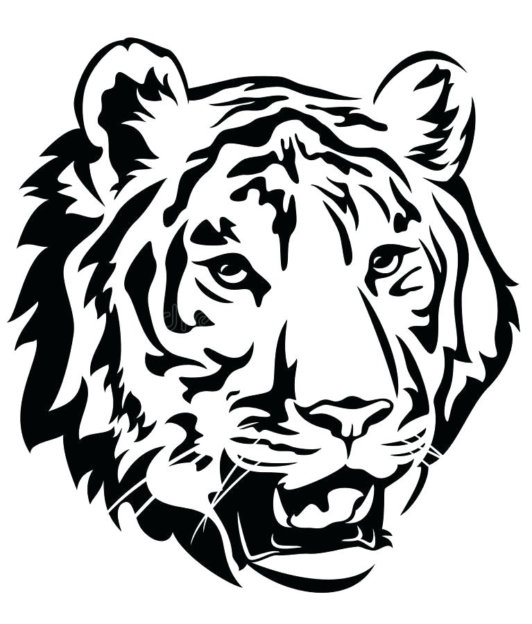 767x900 Tiger Outline Drawing Tiger Template White Tiger Outline Drawing