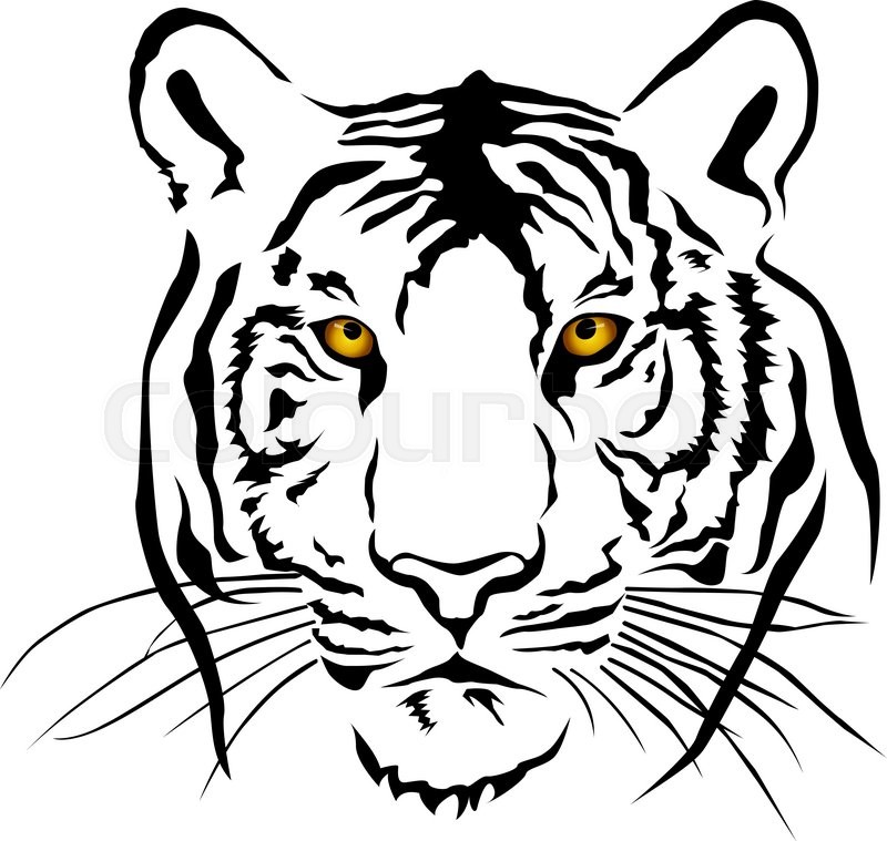 800x759 Tiger Head, Black And White, Vector Stock Vector Colourbox