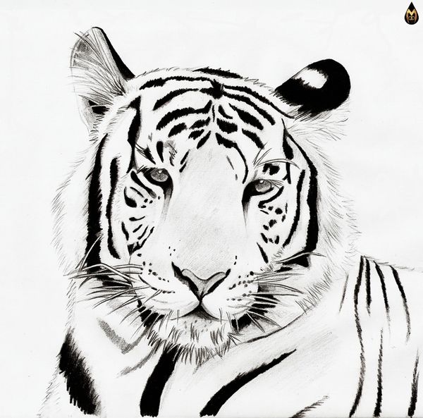 600x593 White Tiger On Behance Illustration Animales