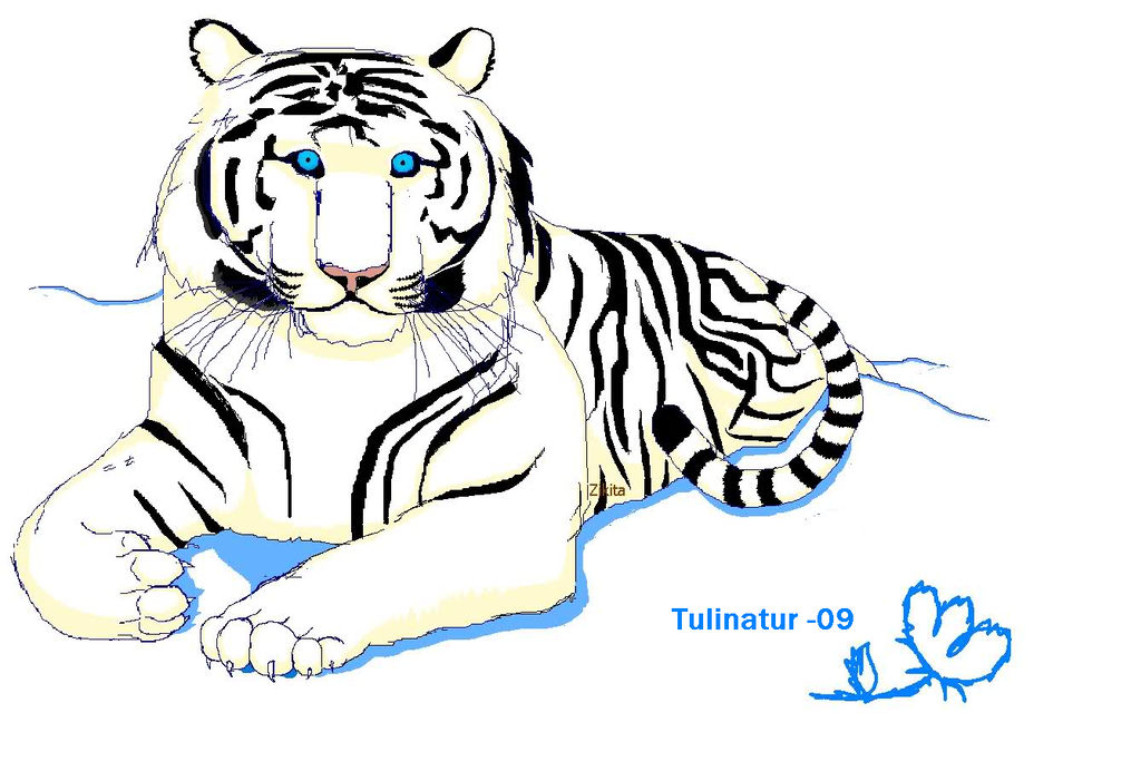1024x692 White Tiger