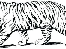 220x165 bengal coloring pages white bengal tiger coloring