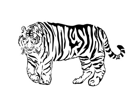 450x318 Black Bengal Tiger Isolated On White Background, Illustration