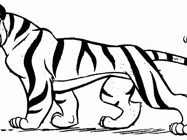 640x480 Black Clipart White Tiger, Picture
