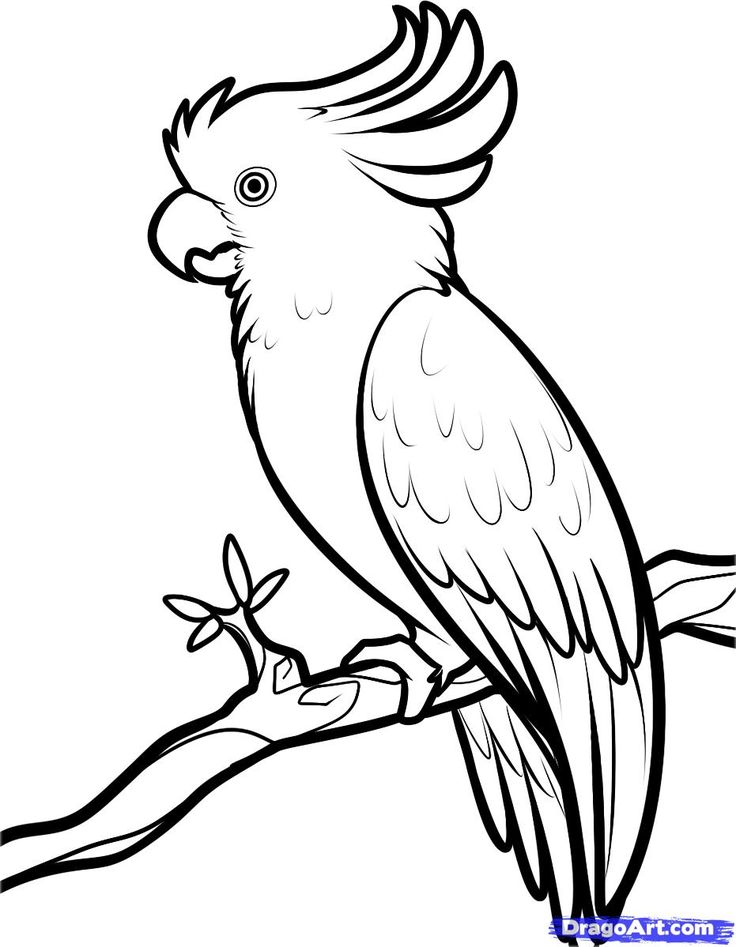 736x947 Bird Line Drawing Transparent Png Clipart Free Download