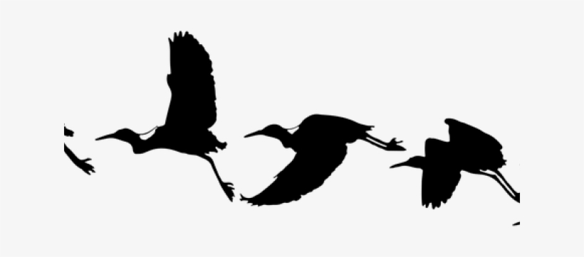 820x361 Flying Crane Bird Drawing Transparent Png