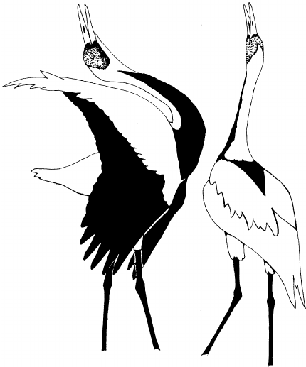 430x517 unison call, white naped crane