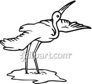 300x275 Black And White Crane With Wings Spread