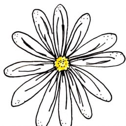 258x258 White Daisy Events