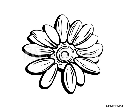 500x436 Beautiful Monochrome, Black And White Daisy Flower Isolated