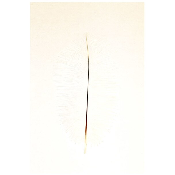 White Feather Drawing
