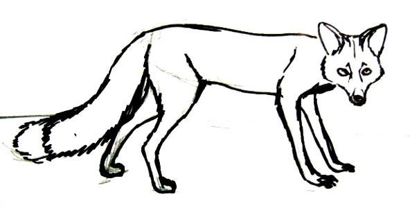 592x300 How To Draw A Fox
