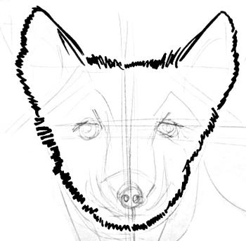 350x344 How To Draw An Arctic Fox