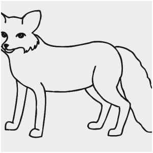 300x300 Arctic Fox Coloring