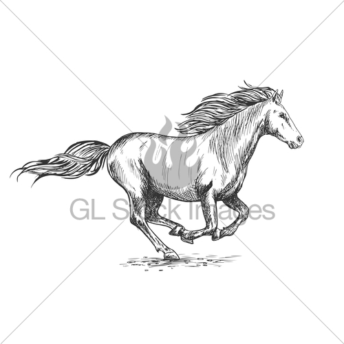 500x500 running gallop white horse sketch portrait gl stock images