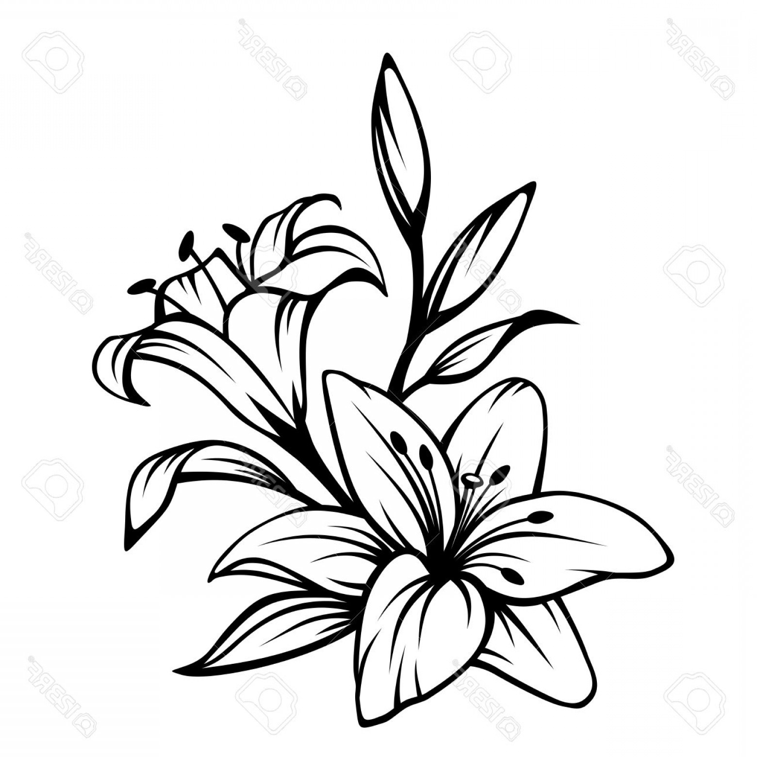 1560x1560 Black And White Lily Vector Soidergi