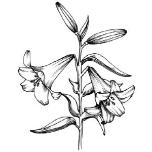 300x300 Easter Lily Drawing How To Draw A Lily Tlc Howstuffworks Com