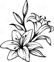 209x242 Image Result For Lily Botanical Drawing Drawings Lilies
