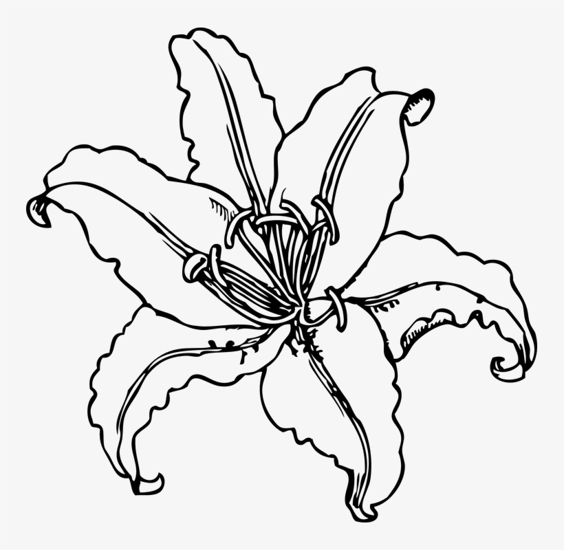 820x800 Lily Flower Drawing At Getdrawings