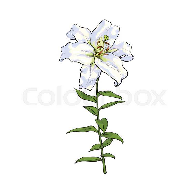 800x800 Single Hand Drawn White Lily Flower Stock Vector Colourbox
