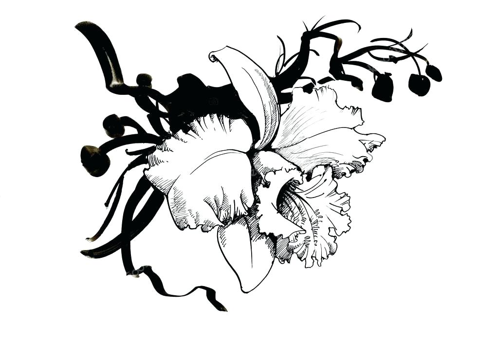 1023x740 Sketch Of Lily Flower Lily Flower Drawing Color How To Pencil