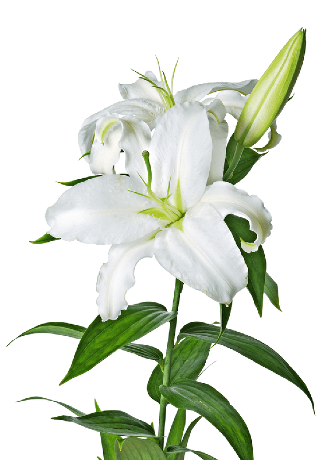 1121x1588 White Lily Transparent Png