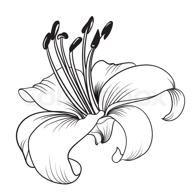 800x800 White Lily Isolated On A White Stock Vector Colourbox