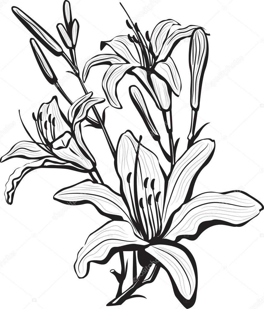 876x1023 Daylily Drawing White Lily For Free Download