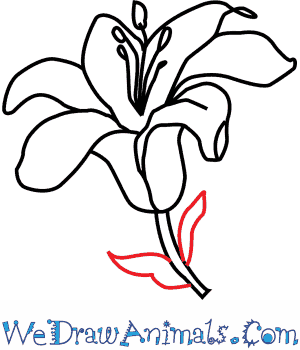300x350 How To Draw A Lily Flower
