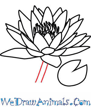300x350 How To Draw A Water Lily Flower