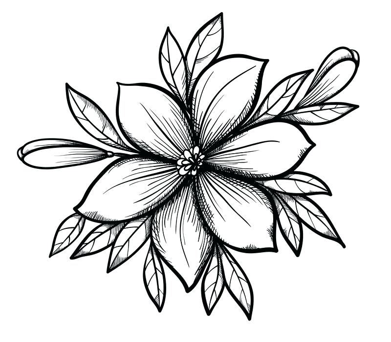 800x701 Lily Flower Drawing Lily Flower