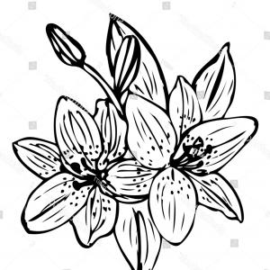 300x300 Lily Flower Outline Vector Isolated On Lazttweet