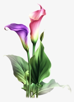 300x411 Lily Flower Png, Transparent Lily Flower Png Image Free Download