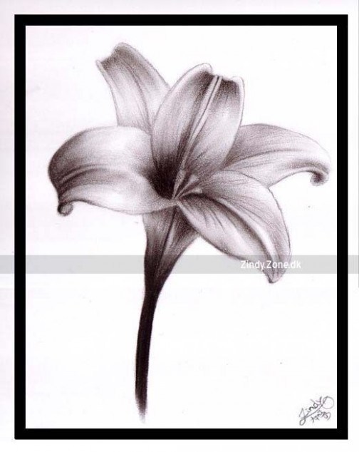 504x634 White Lily Flower Drawings Flower Nifty