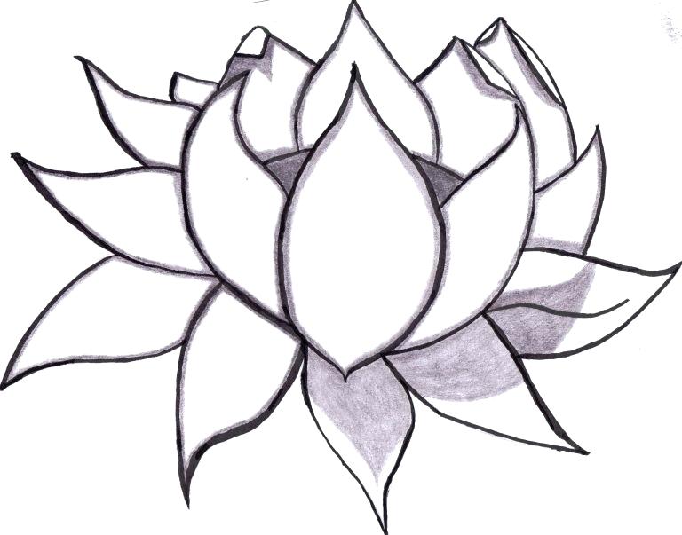 768x603 Lotus Flower Pencil Drawing