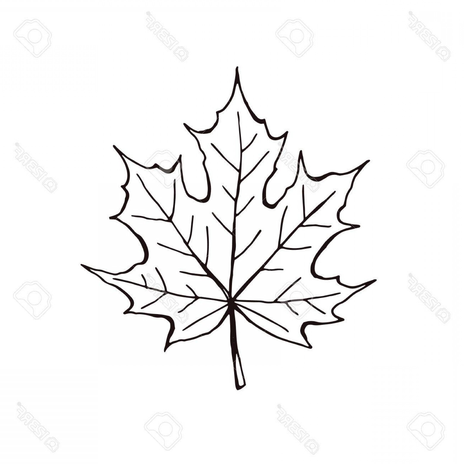 1560x1560 White Oak Leaf Outline Clip Art Vector Createmepink
