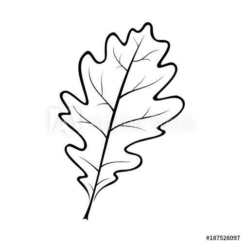500x500 Black And White Vector Illustration Of An Oak Leaf