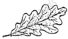 218x126 White Oak Leaf