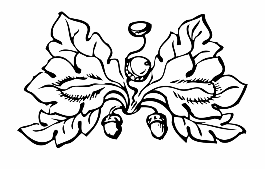 920x588 white oak leaves white oak acorns oak tree