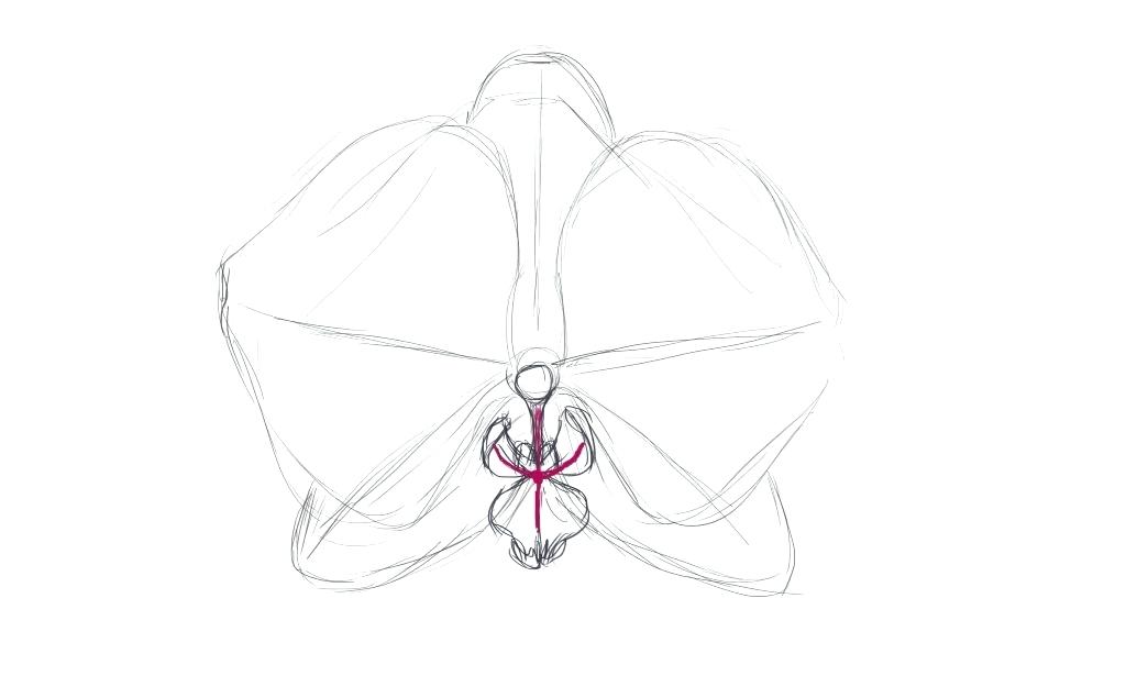 1024x635 How To Draw Orchids This Lesson On How To Draw An Orchid Is Now