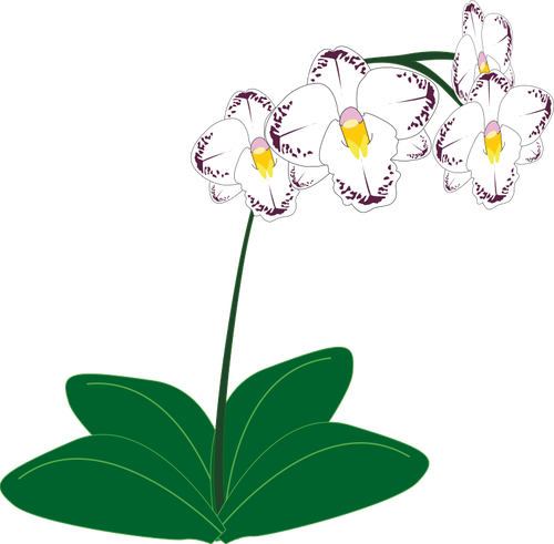500x491 Image Of A White Orchid Plant