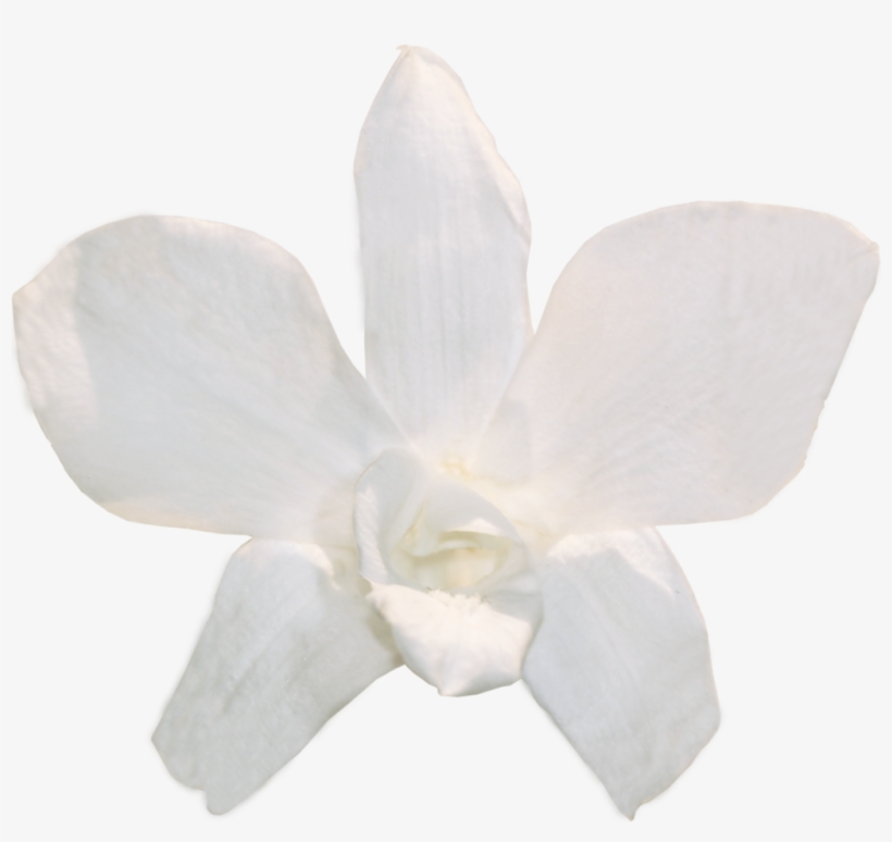 820x774 Orchid Dendrobium