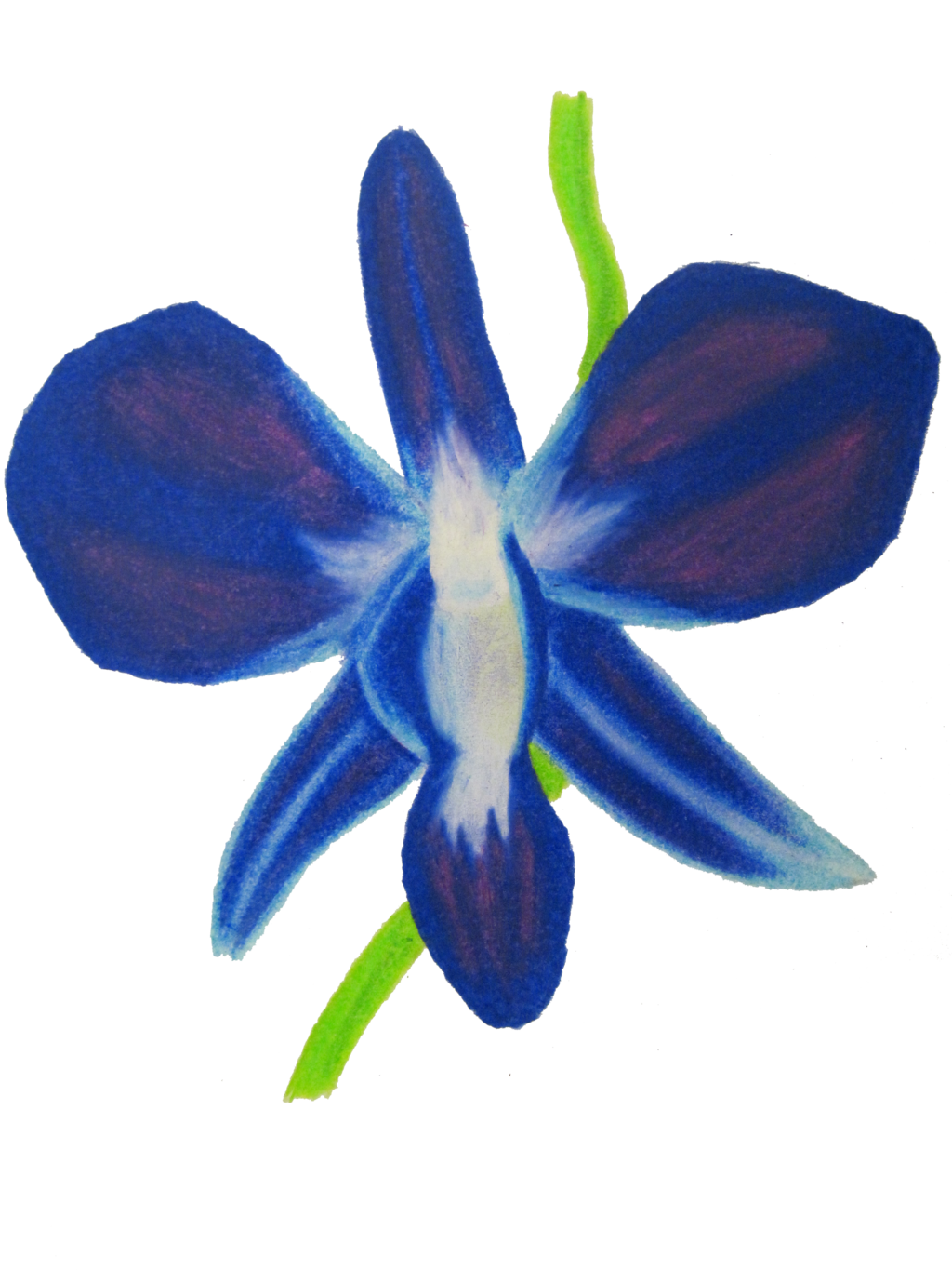 1024x1365 Orchid Black And White Download Deep Blue Huge Freebie