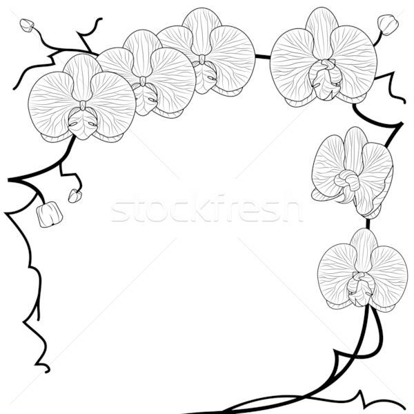 600x600 Orchid Stock Vectors, Illustrations And Cliparts Stockfresh