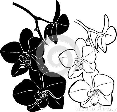 400x383 orchids flowers favorite flowers orchid drawing, orchids, flowers