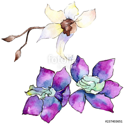500x500 Purple And White Orchid Flower Watercolor Background Illustration