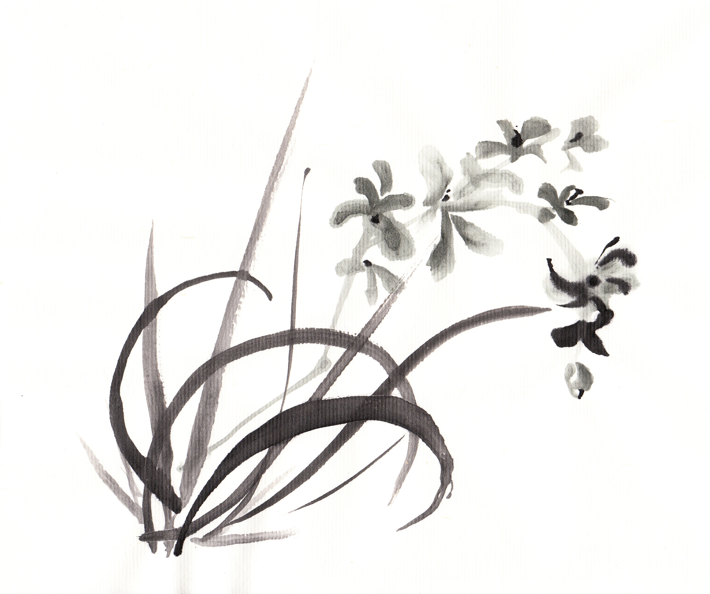 White Orchid Drawing | Free download on ClipArtMag