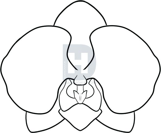658x546 Simple Orchid Drawing