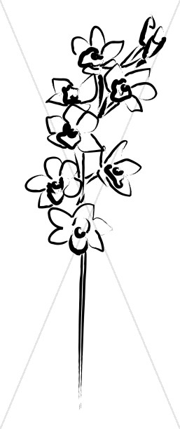 257x612 + Temporary Orchid Clipart Black And White Combination Brepps
